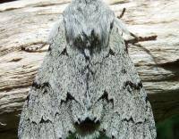 Attēlu rezultāti vaicājumam “Acronicta leporina”