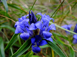 Attēlu rezultāti vaicājumam “Gentianaceae”