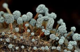 Attēlu rezultāti vaicājumam “Penicillium vulpinum”