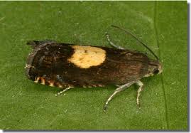 Attēlu rezultāti vaicājumam “Pammene rhediella”