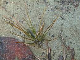 Attēlu rezultāti vaicājumam “Isoetes echinospora”