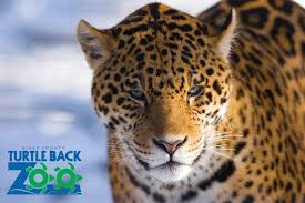 Image result for Essex Leopards