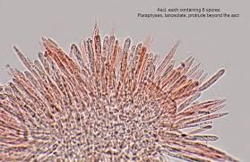 Attēlu rezultāti vaicājumam “Lachnum virgineum”