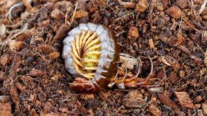 Attēlu rezultāti vaicājumam “Chilopoda”