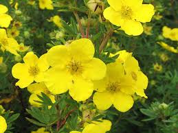 Attēlu rezultāti vaicājumam “Potentilla”