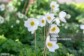 Attēlu rezultāti vaicājumam “Anemone sylvestris”