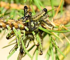 Attēlu rezultāti vaicājumam “Diprion pini female”