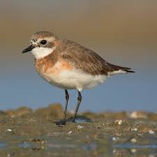 Image result for Charadrius mongolus