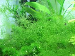 Attēlu rezultāti vaicājumam “Nitella flexilis”