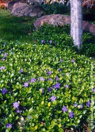 Attēlu rezultāti vaicājumam “Vinca minor”