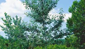 Attēlu rezultāti vaicājumam “Populus alba Nivea”