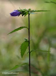Attēlu rezultāti vaicājumam “Campanula glomerata leaf”