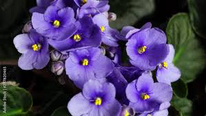 Image result for Veilchen