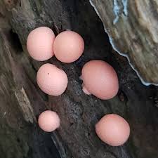 Attēlu rezultāti vaicājumam “Lycogala exiguum aggr. spores”