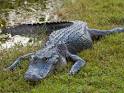 http://static.ddmcdn.com/gif/alligator-zigzag-1.jpg