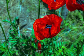 Attēlu rezultāti vaicājumam “Papaver orientale  flower”