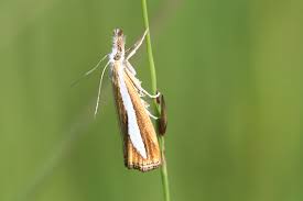 Attēlu rezultāti vaicājumam “Catoptria margaritella”