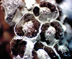 Attēlu rezultāti vaicājumam “Diderma ochraceum young”