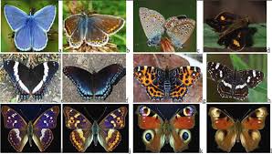 Attēlu rezultāti vaicājumam “Polyommatus icarus male”