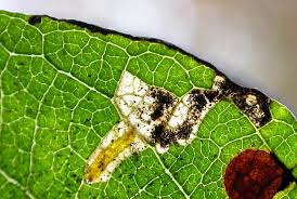 Attēlu rezultāti vaicājumam “Gracillaria syringella larva”