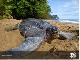 Image result for Dermochelys coriacea