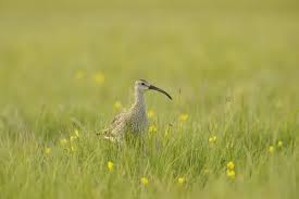 Attēlu rezultāti vaicājumam “Numenius phaeopus adult”
