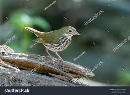 Image result for Seiurus aurocapilla