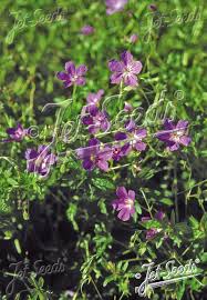 Attēlu rezultāti vaicājumam “Geranium palustre”