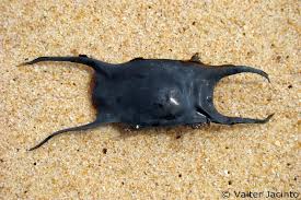 Image result for Raja undulata