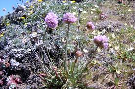 Attēlu rezultāti vaicājumam “Armeria vulgaris flower”