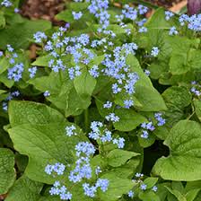 Attēlu rezultāti vaicājumam “Brunnera macrophylla”