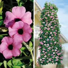 Image result for schwarzäugige Susanne