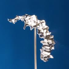 Attēlu rezultāti vaicājumam “Torrubiella arachnophila”