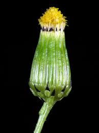 Attēlu rezultāti vaicājumam “Senecio vulgaris flower”