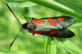 Attēlu rezultāti vaicājumam “Zygaena viciae”