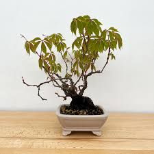 Image result for parthenocissus bonsai