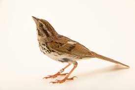 Image result for Melospiza melodia