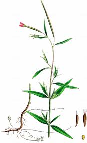 Attēlu rezultāti vaicājumam “Epilobium palustre”