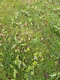 Attēlu rezultāti vaicājumam “Veronica filiformis bud”