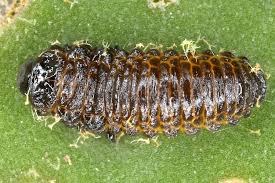 Attēlu rezultāti vaicājumam “Galerucella nymphaeae”