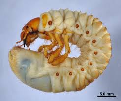 Attēlu rezultāti vaicājumam “Meloe sp. larva”