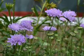 Image result for Scabiosa columbaria