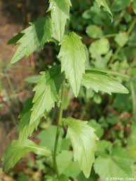 Attēlu rezultāti vaicājumam “Erigeron annuus leaf”