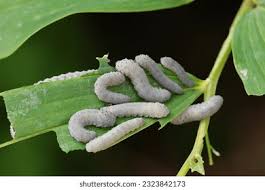 Attēlu rezultāti vaicājumam “Pristiphora maesta larva”