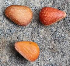 Attēlu rezultāti vaicājumam “Pinus pumila male flower”