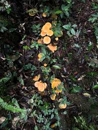 Attēlu rezultāti vaicājumam “Marasmius sp.”