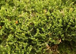 Attēlu rezultāti vaicājumam “Barbilophozia barbata”