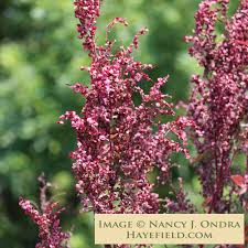 Image result for Atriplex hortensis