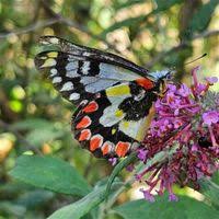 Attēlu rezultāti vaicājumam “Pieridae”