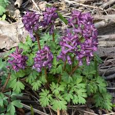 Attēlu rezultāti vaicājumam “Corydalis solida”